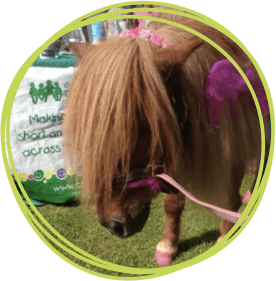 Rosie the pony was a regular visitor to Charlton Farm